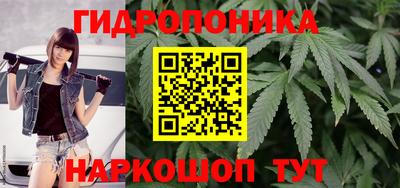 крисы Гай